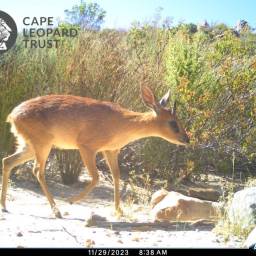 Cape grysbok
